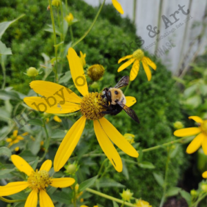 Bee & Flower