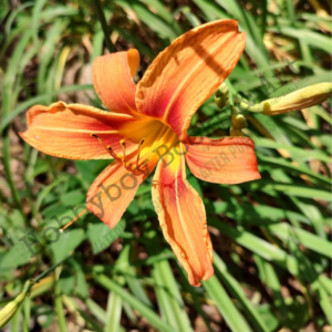 Dragon Flower