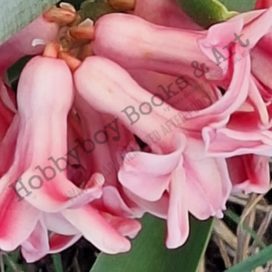 Pink Bells