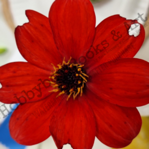 Red Desire