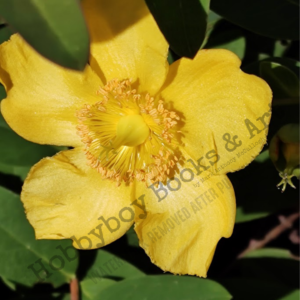 Yellow Beauty
